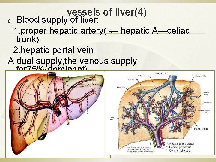 vessels of liver(4) Blood supply of liver: 1. proper hepatic artery( ← hepatic A←celiac