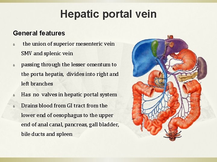 Hepatic portal vein General features ß the union of superior mesenteric vein SMV and