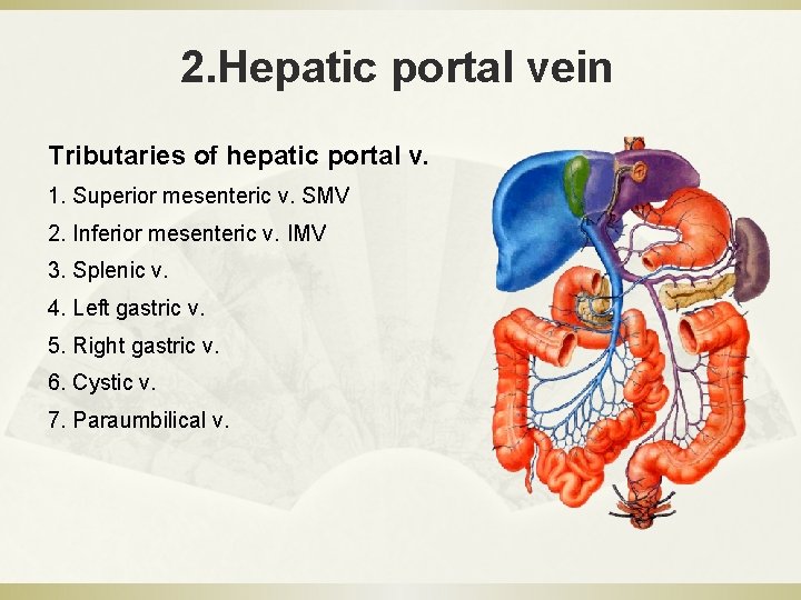 2. Hepatic portal vein Tributaries of hepatic portal v. 1. Superior mesenteric v. SMV