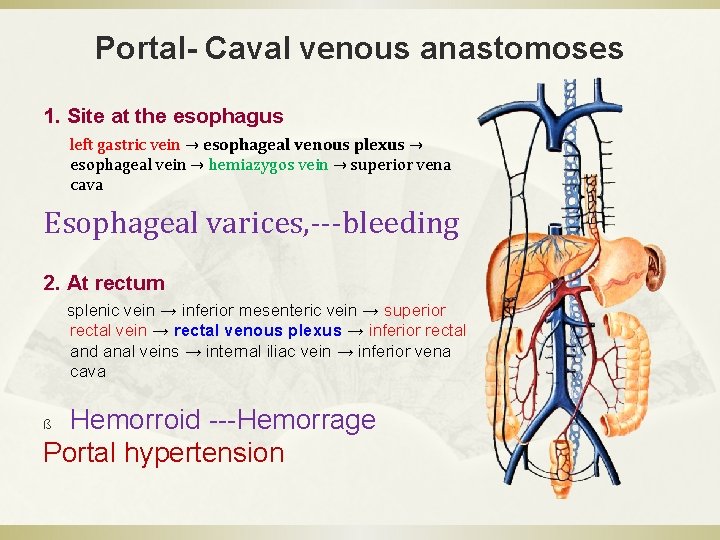 Portal- Caval venous anastomoses 1. Site at the esophagus left gastric vein → esophageal