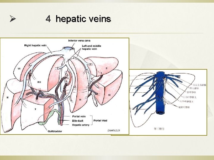 Ø 4 hepatic veins 