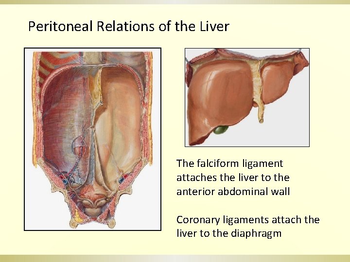 Peritoneal Relations of the Liver The falciform ligament attaches the liver to the anterior
