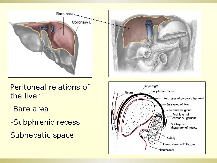 Peritoneal relations of the liver -Bare area -Subphrenic recess Subhepatic space 