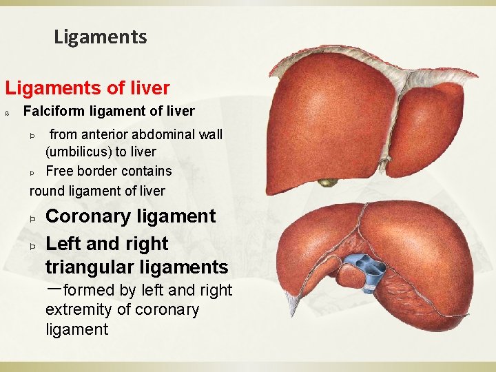 Ligaments of liver ß Falciform ligament of liver Þ from anterior abdominal wall (umbilicus)