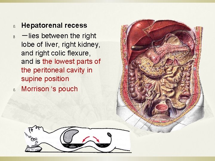ß ß ß Hepatorenal recess －lies between the right lobe of liver, right kidney,