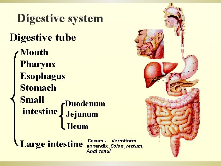 Digestive system Digestive tube Mouth Pharynx Esophagus Stomach Small Duodenum intestine Jejunum Ileum Large