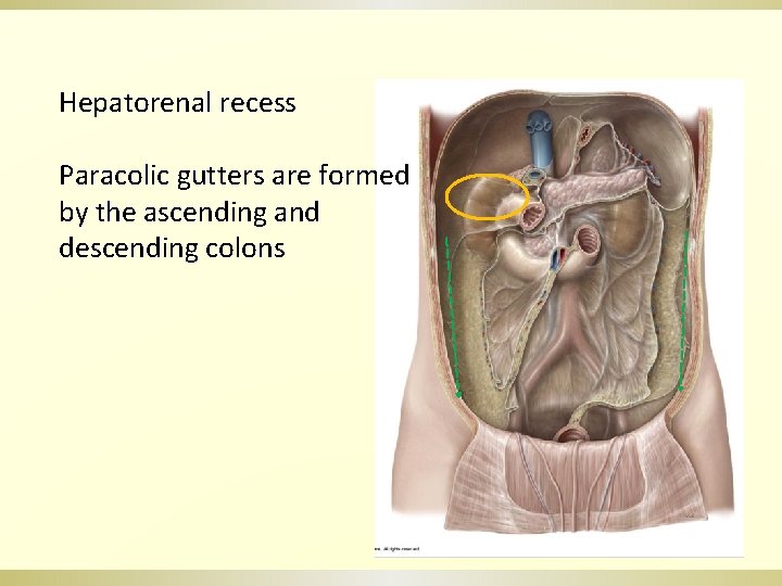 Hepatorenal recess Paracolic gutters are formed by the ascending and descending colons 