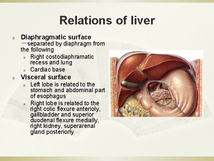 Relations of liver ß Diaphragmatic surface －separated by diaphragm from the following Þ Right