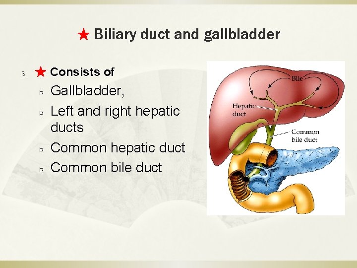 ★ Biliary duct and gallbladder ß ★ Consists of Þ Þ Gallbladder, Left and