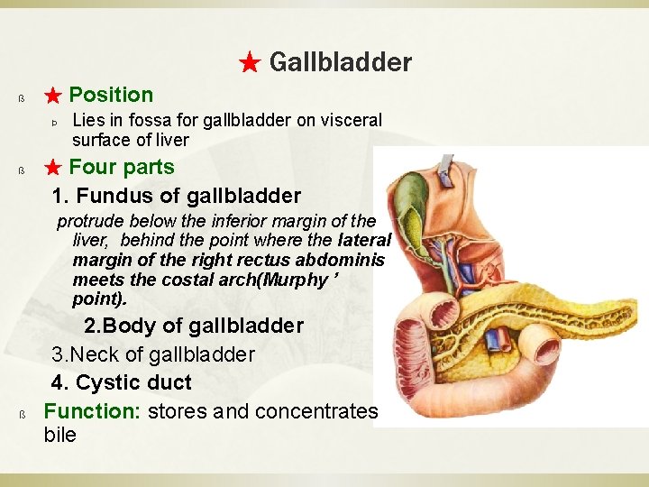 ★ Gallbladder ß ß ★ Position Þ Lies in fossa for gallbladder on visceral