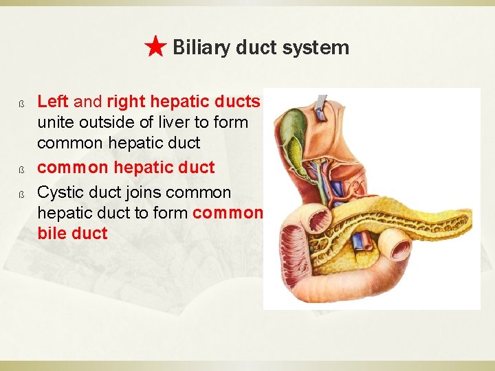 ★ Biliary duct system ß ß ß Left and right hepatic ducts unite outside