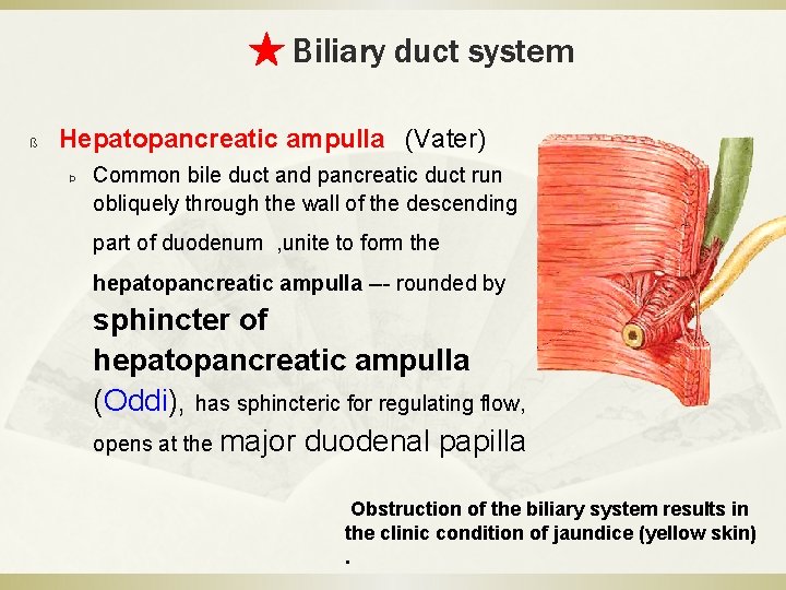 ★ Biliary duct system ß Hepatopancreatic ampulla (Vater) Þ Common bile duct and pancreatic