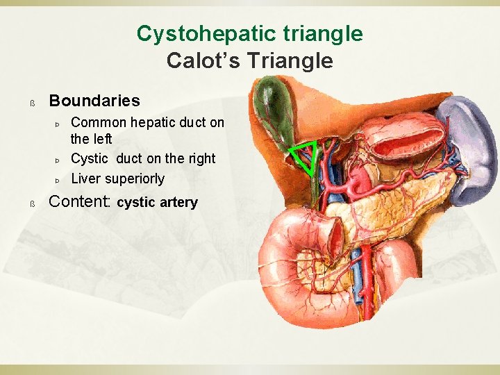 Cystohepatic triangle Calot’s Triangle ß Boundaries Þ Þ Þ ß Common hepatic duct on