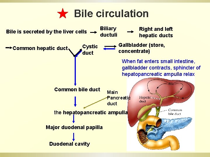 ★ Bile circulation Bile is secreted by the liver cells Common hepatic duct Biliary