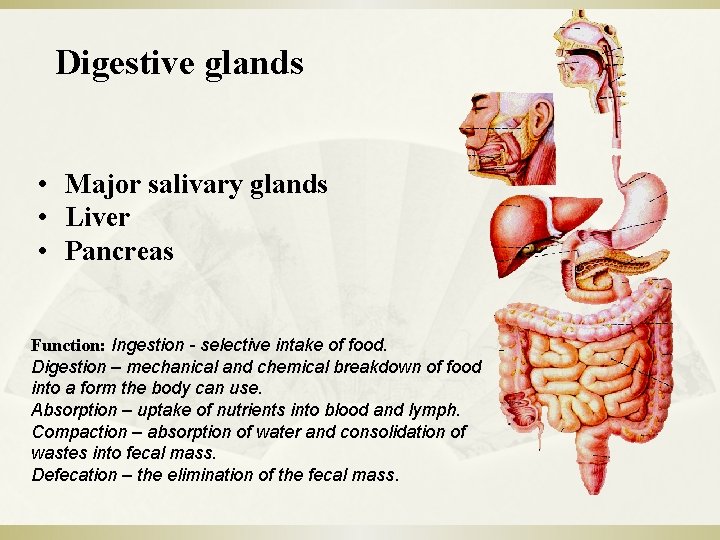 Digestive glands • Major salivary glands • Liver • Pancreas Function: Ingestion - selective