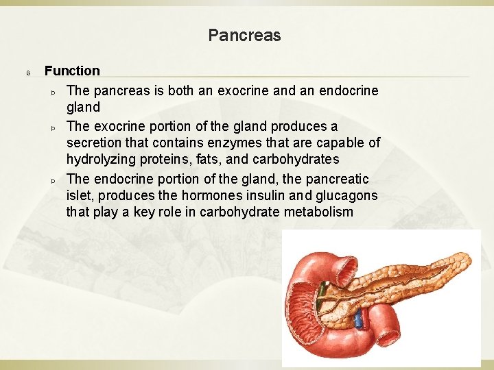 Pancreas ß Function Þ Þ Þ The pancreas is both an exocrine and an