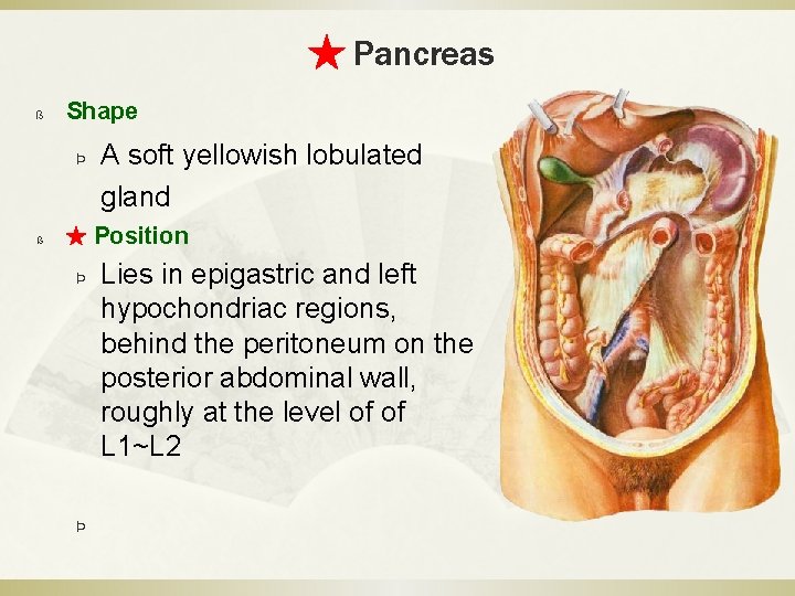★ Pancreas ß Shape Þ ß A soft yellowish lobulated gland ★ Position Þ