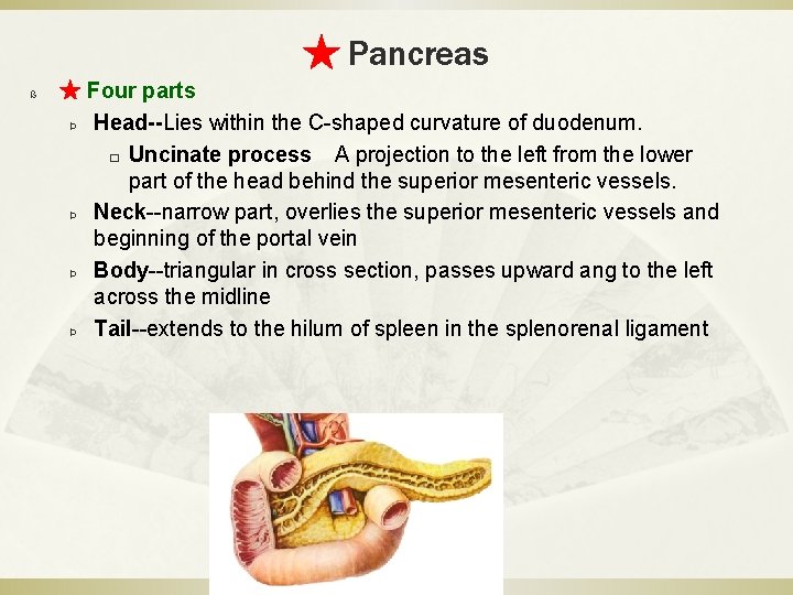 ★ Pancreas ß ★ Four parts Þ Head--Lies within the C-shaped curvature of duodenum.