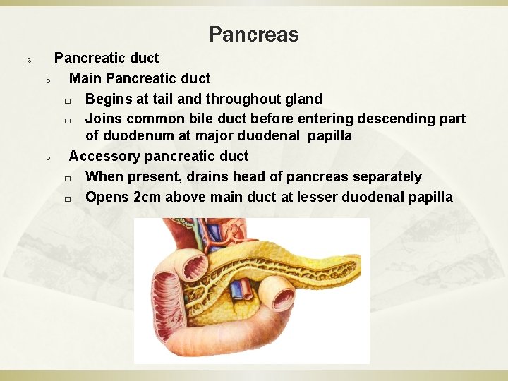 Pancreas ß Pancreatic duct Þ Main Pancreatic duct � Begins at tail and throughout