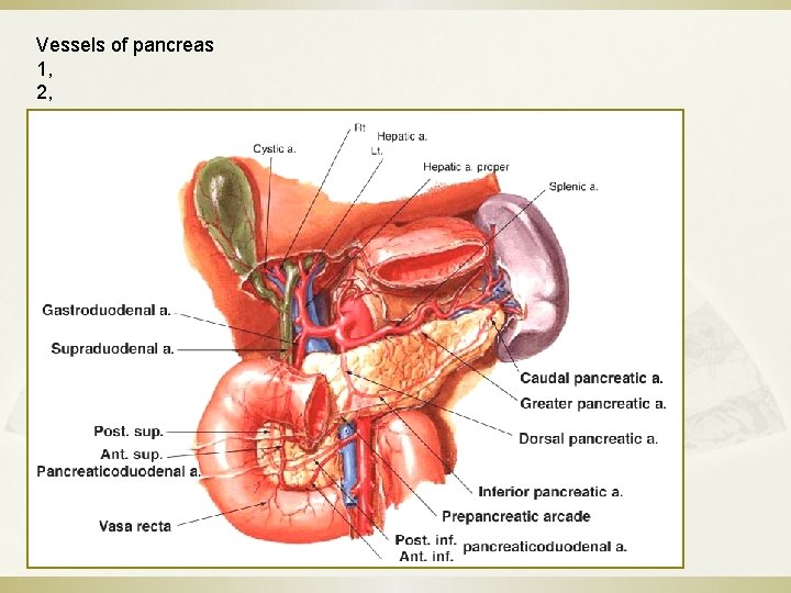 Vessels of pancreas 1, 2, 