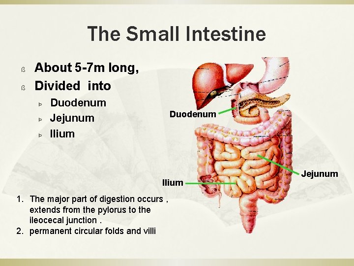 The Small Intestine ß ß About 5 -7 m long, Divided into Þ Þ