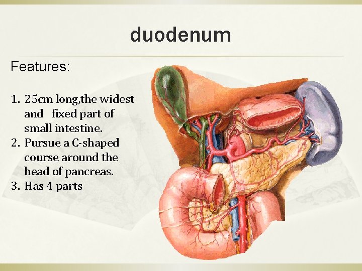 duodenum Features: 1. 25 cm long, the widest and fixed part of small intestine.