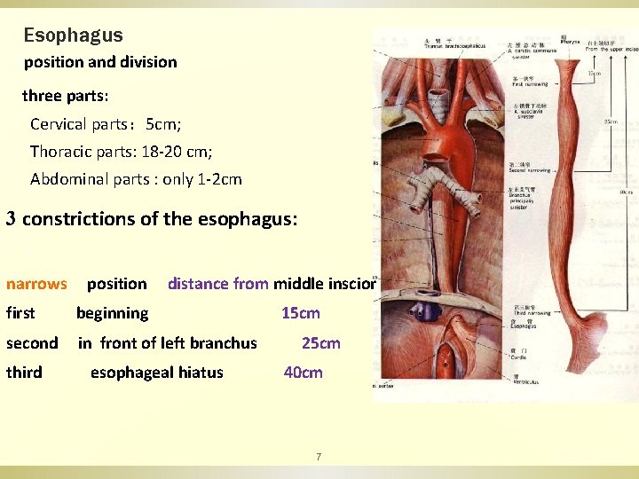 Esophagus （position and division three parts: Cervical parts： 5 cm; Thoracic parts: 18 -20