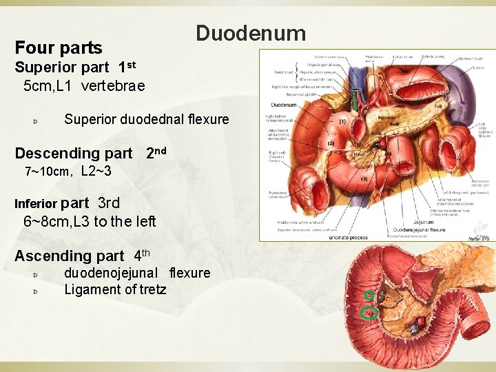 Four parts Duodenum Superior part 1 st 5 cm, L 1 vertebrae Þ Superior