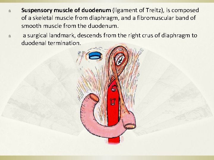 ß ß Suspensory muscle of duodenum (ligament of Treitz), is composed of a skeletal