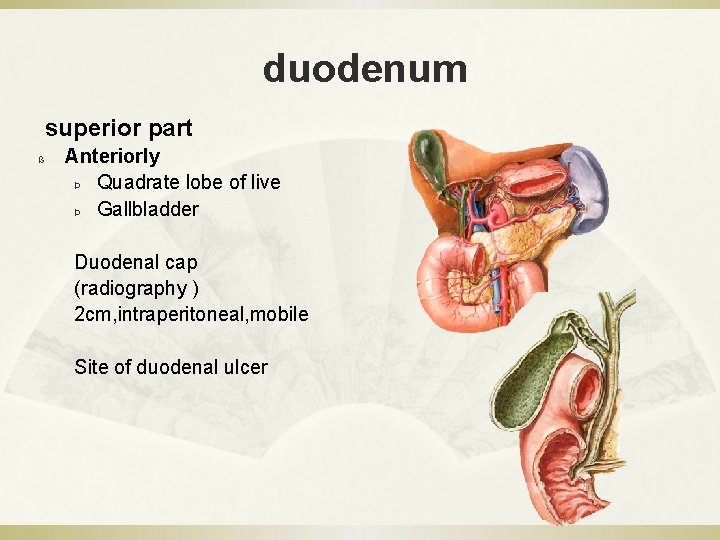 duodenum superior part ß Anteriorly Þ Quadrate lobe of live Þ Gallbladder Duodenal cap