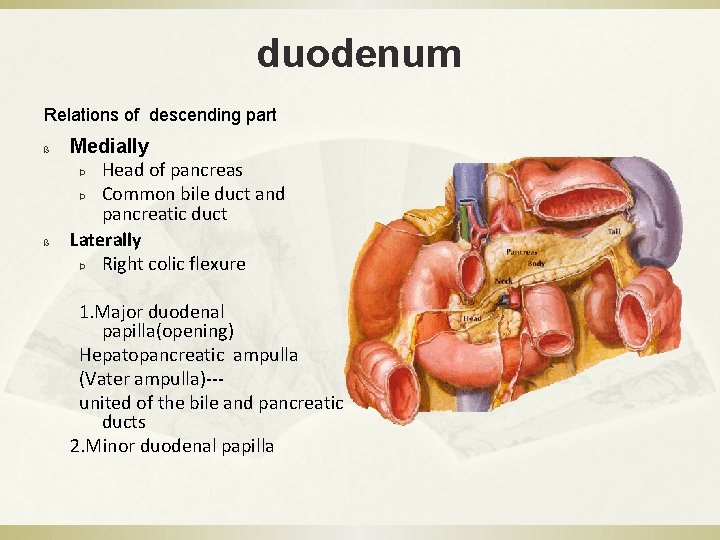 duodenum Relations of descending part ß ß Medially Þ Head of pancreas Þ Common