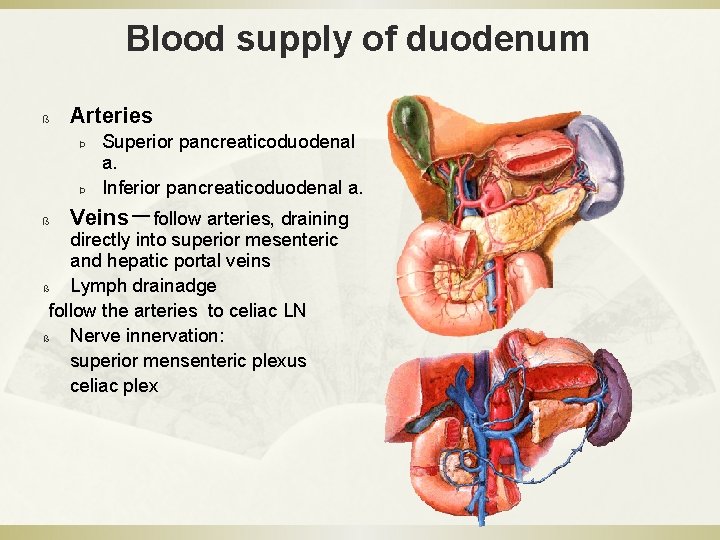 Blood supply of duodenum ß Arteries Þ Þ ß Superior pancreaticoduodenal a. Inferior pancreaticoduodenal