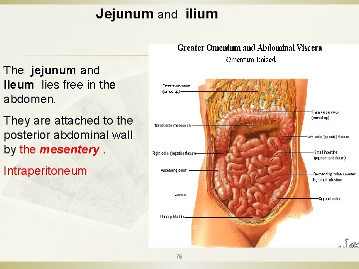 Jejunum and ilium The jejunum and ileum lies free in the abdomen. They are