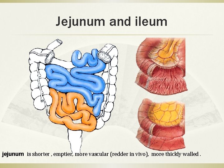 Jejunum and ileum jejunum is shorter , emptier, more vascular (redder in vivo), more