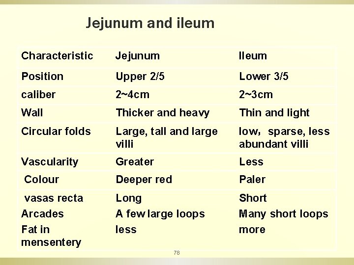 Jejunum and ileum Characteristic Jejunum Ileum Position Upper 2/5 Lower 3/5 caliber 2~4 cm