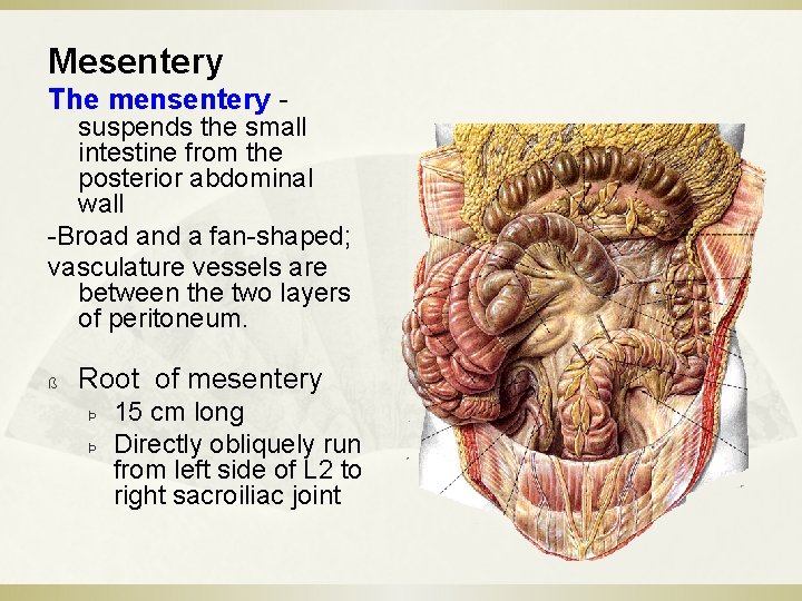 Mesentery The mensentery - suspends the small intestine from the posterior abdominal wall -Broad