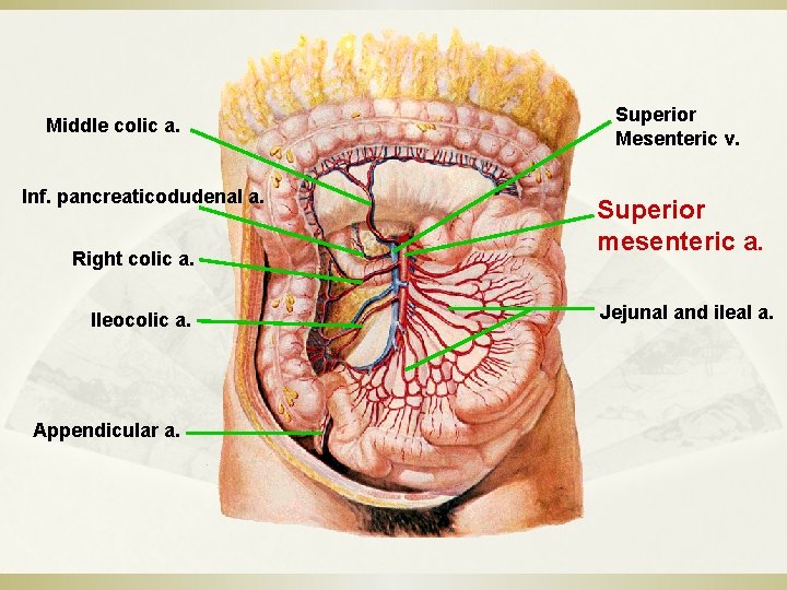 Middle colic a. Inf. pancreaticodudenal a. Right colic a. Ileocolic a. Appendicular a. Superior