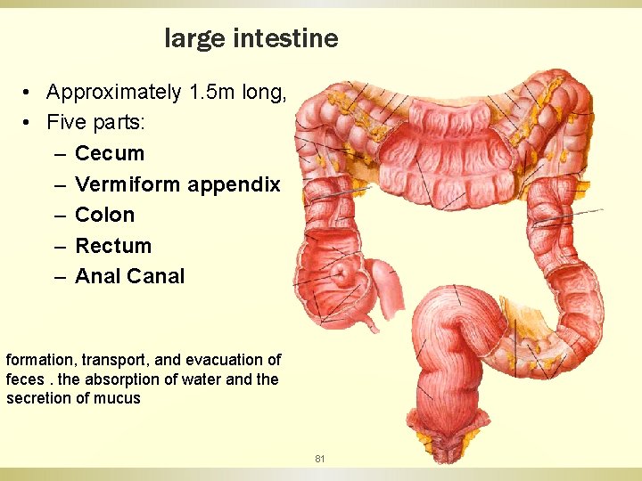 large intestine • Approximately 1. 5 m long, • Five parts: – Cecum –