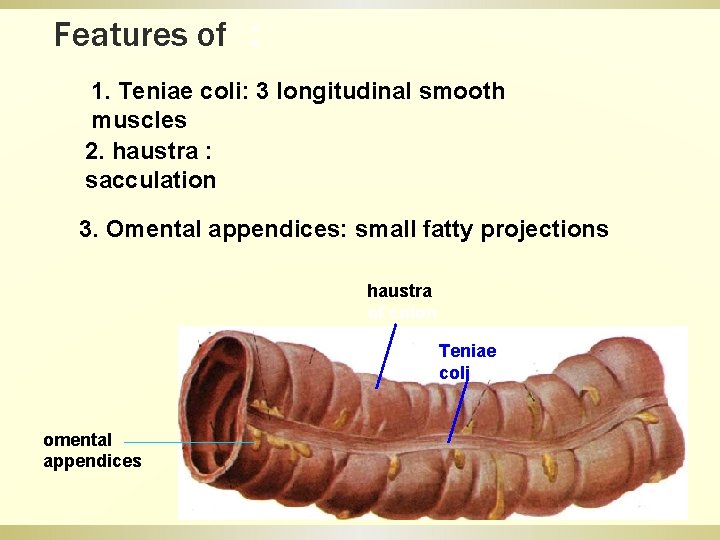 Features of ： 1. Teniae coli: 3 longitudinal smooth muscles 2. haustra : sacculation