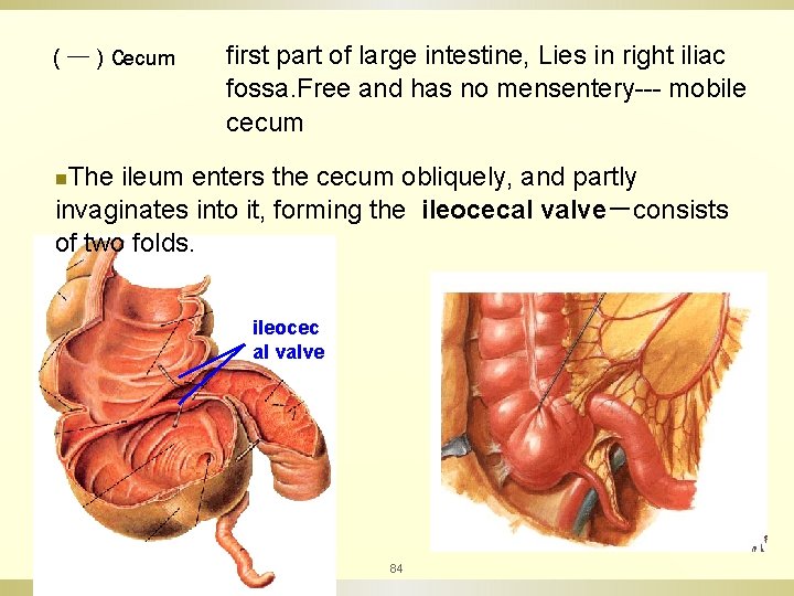（一）Cecum first part of large intestine, Lies in right iliac fossa. Free and has