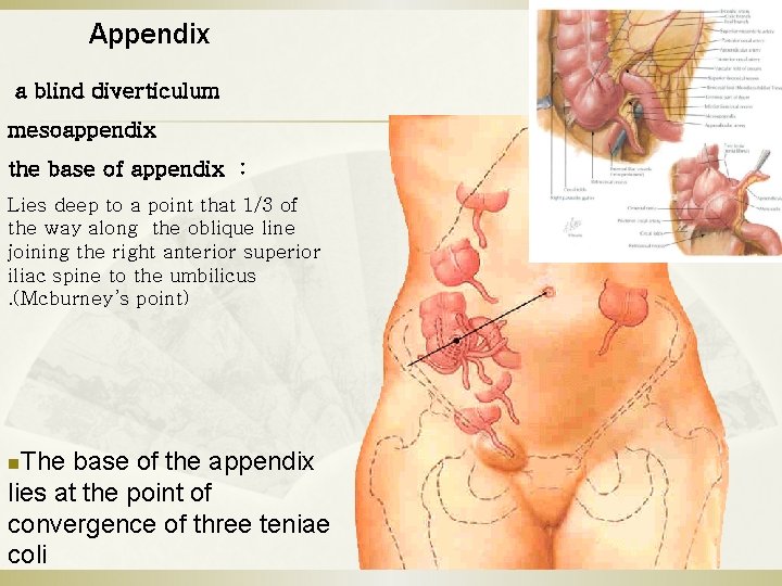 Appendix a blind diverticulum mesoappendix the base of appendix ： Lies deep to a