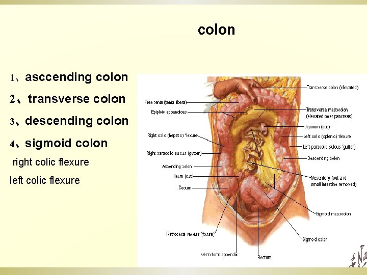 colon 1、asccending colon 2、transverse colon 3、descending 4、sigmoid colon right colic flexure left colic flexure