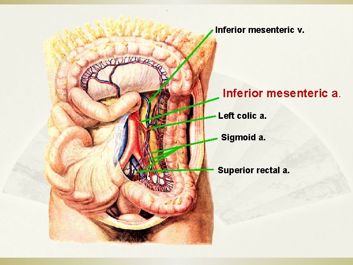 Inferior mesenteric v. Inferior mesenteric a. Left colic a. Sigmoid a. Superior rectal a.