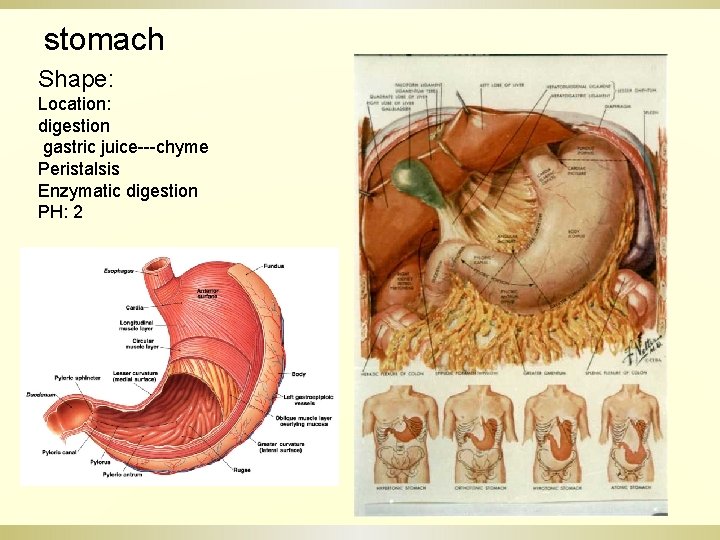 stomach Shape: Location: digestion gastric juice---chyme Peristalsis Enzymatic digestion PH: 2 