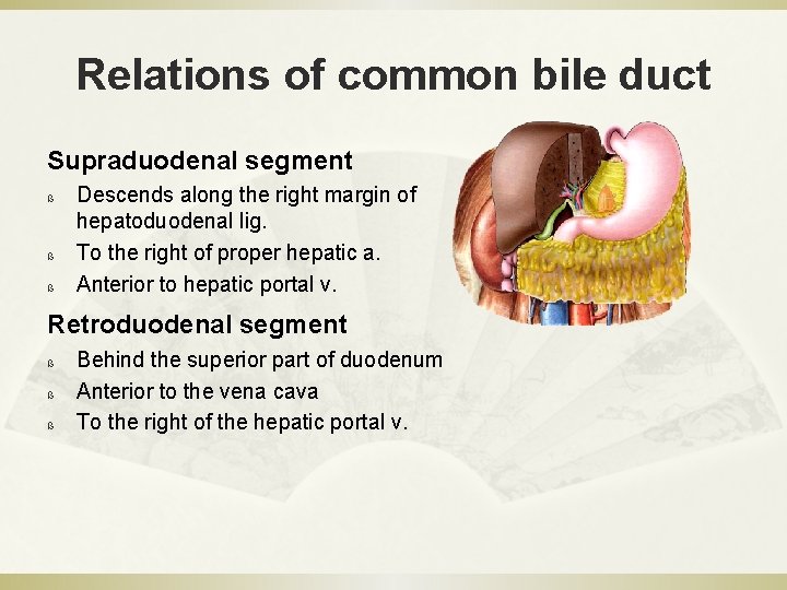 Relations of common bile duct Supraduodenal segment ß ß ß Descends along the right