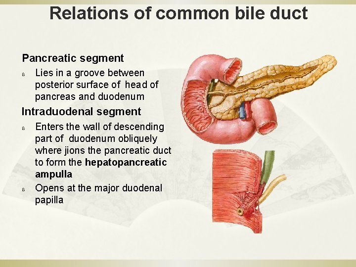 Relations of common bile duct Pancreatic segment ß Lies in a groove between posterior