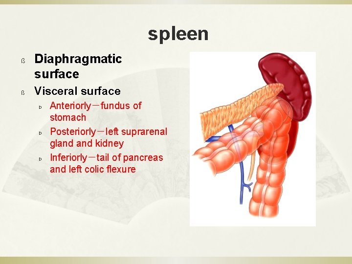 spleen ß ß Diaphragmatic surface Visceral surface Þ Þ Þ Anteriorly－fundus of stomach Posteriorly－left