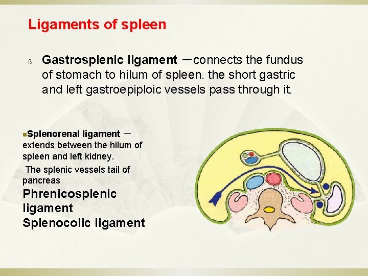 Ligaments of spleen ß Gastrosplenic ligament －connects the fundus of stomach to hilum of