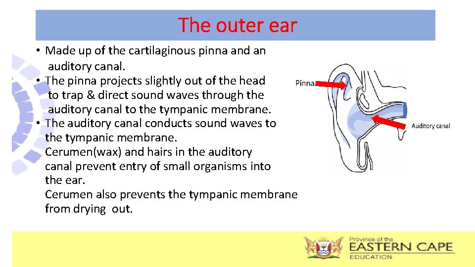 The outer ear • Made up of the cartilaginous pinna and an auditory canal.