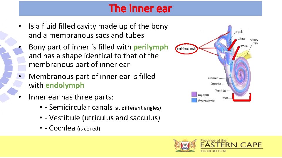 The inner ear • Is a fluid filled cavity made up of the bony